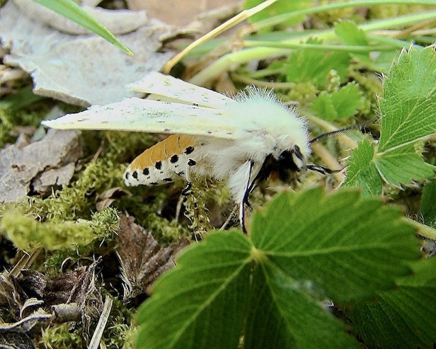 white ermine
